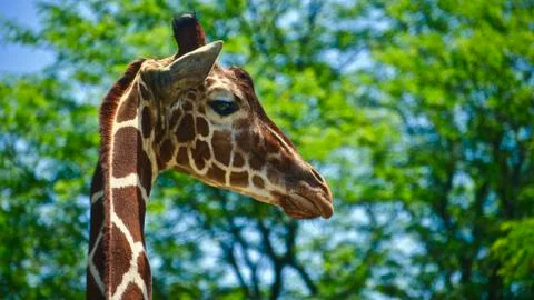 Giraffe 6 Stock Photos