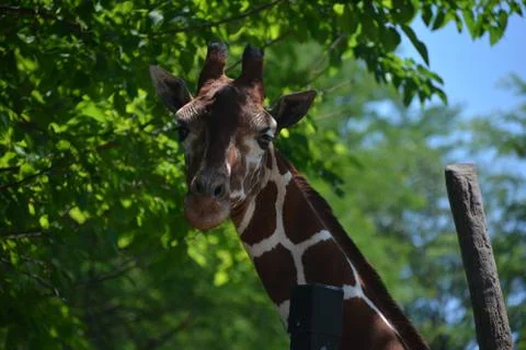 Giraffe 7 Stock Photos