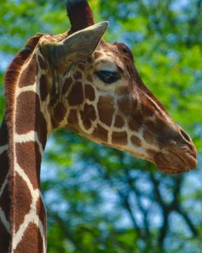 Giraffe 8 Stock Photos