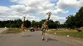 Giraffe 8710 HD Footage
