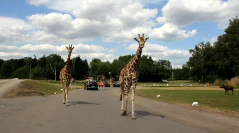 Giraffe 8710 Stock Footage 784419