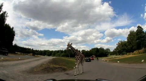 Giraffe 8718 Stock Footage 784405