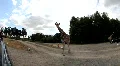 Giraffe 8719 HD Footage