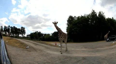 Giraffe 8719 Stock Footage 784399