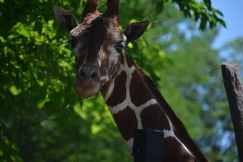 Giraffe 9 Stock Photos