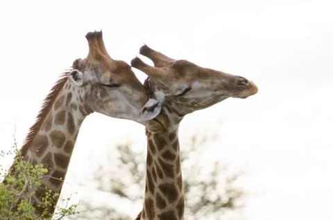 Giraffe Affection Stock Photos
