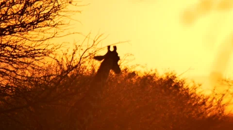Giraffe in African Sunset Video stock 47023881