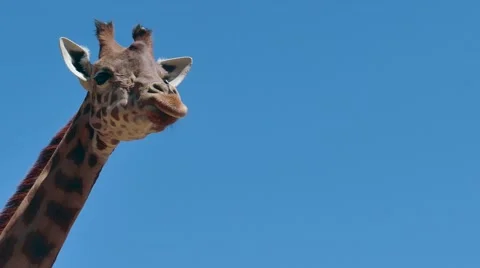 Giraffe African Wildlife Wild Animal In Zoo Zoological Gardens Stock Footage