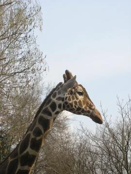 Giraffe against the background of trees 库存照片