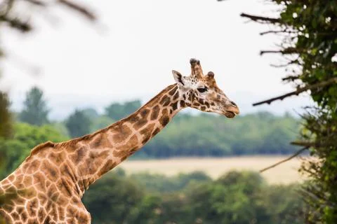 Giraffe against the landscape Stock Photos