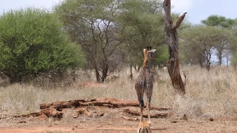 Giraffe alone. Serengeti Stock Footage 125424920