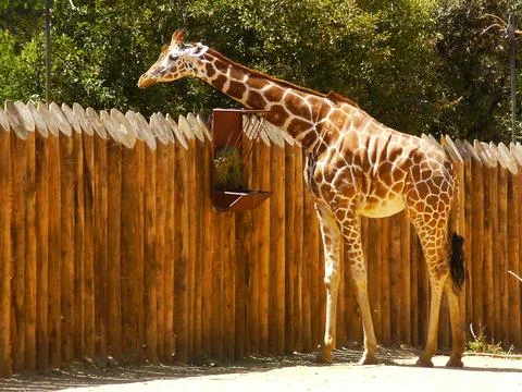 Giraffe alone in a zoo Stock Photos