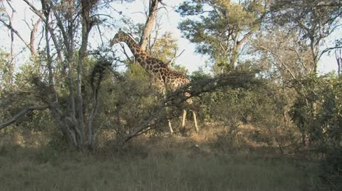 Giraffe Among the Trees Stock Footage 22411676