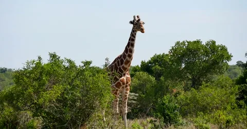 Giraffe among trees Stock Footage 60386016