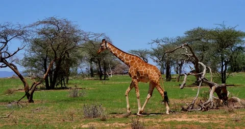 Giraffe among trees Stock Footage 60386052