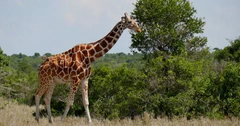 Giraffe among trees Video stock 60386152