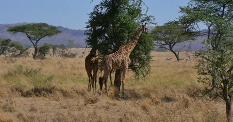 Giraffe among trees Stock Footage 60386179