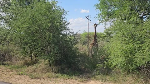 Giraffe among Trees, Kruger National Park, South Africa 8K Video stock 347911095
