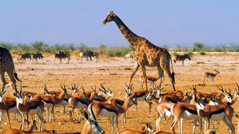 Giraffe and Antelope Herd Stock Footage 323139646