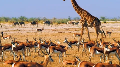 Giraffe and Antelope Herd Stock Footage 323139647