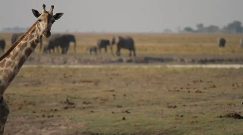 Giraffe and elephant herd Stock Footage 38359504