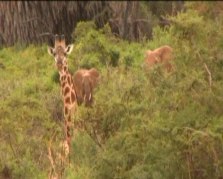 Giraffe and elephants    Stock Footage 549724