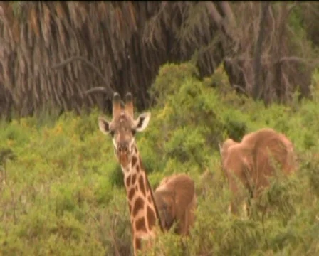 Giraffe and elephants    Stock Footage 549727