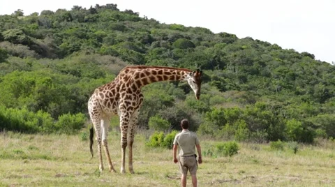 Giraffe and game ranger interaction - Africa Stock Footage 59511508