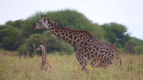 Giraffe and her calf in a grassy savanna environment. Serengeti National Park  Видео 317917294