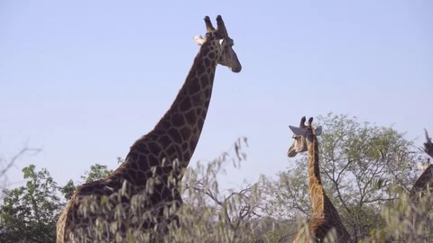 A Giraffe and its calf Stock Footage 83842229