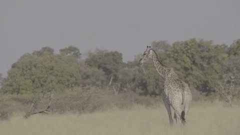 A giraffe and its calf's crossing the plains Stock Footage