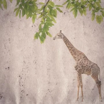 Giraffe and leaf old grunge paper texture Stock Illustration