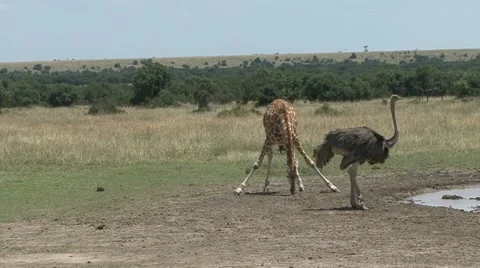 GIRAFFE AND OSTRICH 動画素材 12766095