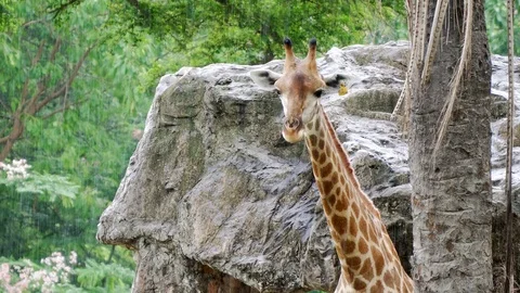 Giraffe and rain. 4K Resolution Stock Footage 90747240