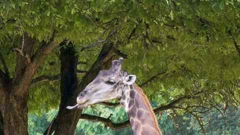 Giraffe and rain. 4K Resolution Stock Footage 90748505