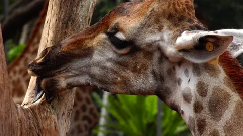 Giraffe and a tree. Stock Footage 48558580