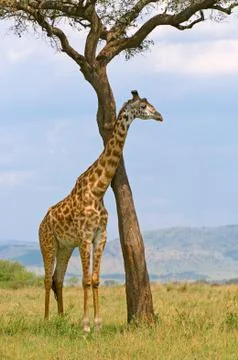 Giraffe and a tree Stock Photos