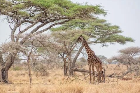 Giraffe and tree Stock Photos