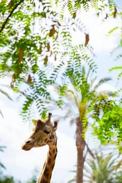 A Giraffe and The Trees Stock Photos