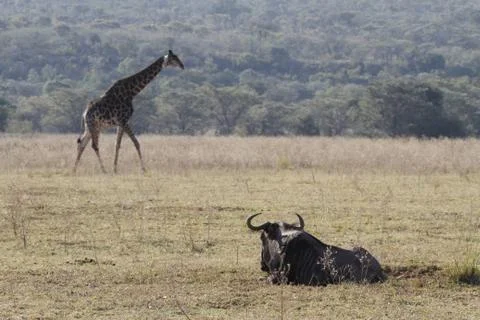 Giraffe and Wildebeest Stock Photos
