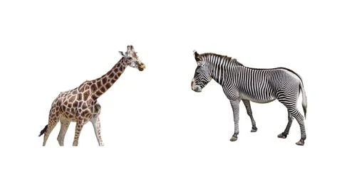 A giraffe and a zebra. Collage Stockfoto's