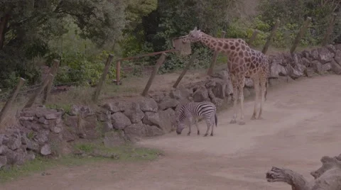 Giraffe and zebra Stock Footage 53010609
