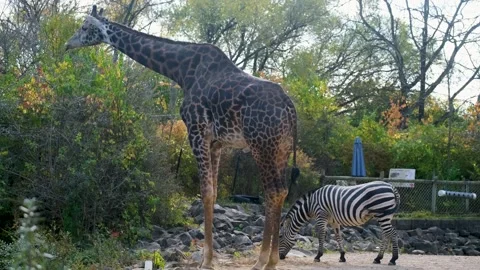 Giraffe and Zebra getting along inside the Pittsburgh zoo Video stock 293727718
