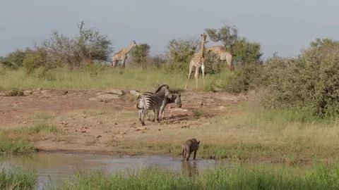 Giraffe and zebra keep a close eye on hyena Stock Footage 126238190