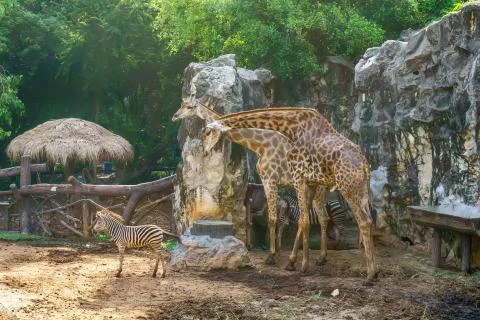 Giraffe and zebra Stock Photos