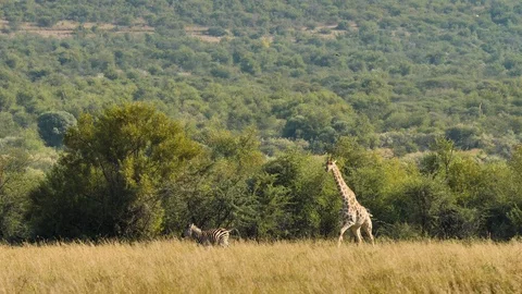Giraffe and Zebra in the Savannah Stock Footage 101006433