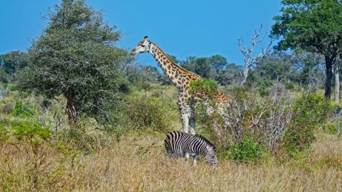 Giraffe and Zebra Sharing South African Wildlife Reserve Habitat Stock Footage 345852499