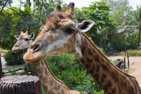Giraffe  an animal Stock Photos