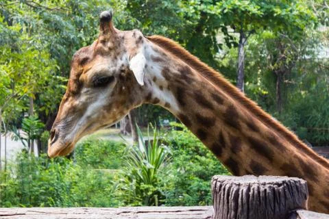 Giraffe  an animal Stock Photos