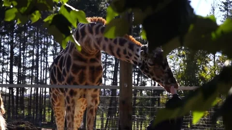 Giraffe animals in a zoo Stock Footage 158835176